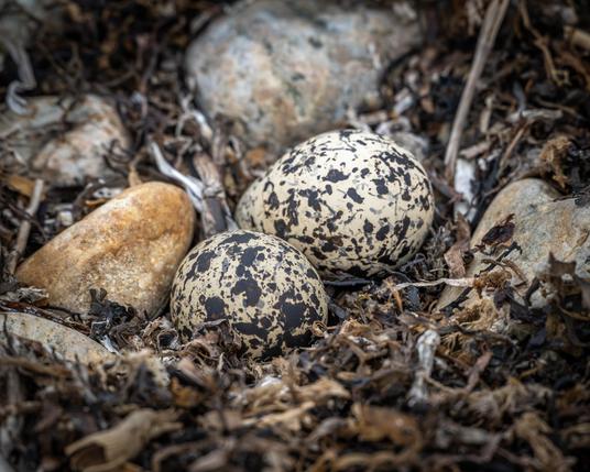 A photograph of the well-camouflaged eggs of a Killdeer (a crop from a shot taken with a long lens—I did not get anywhere near this close to them, nor should you.)
