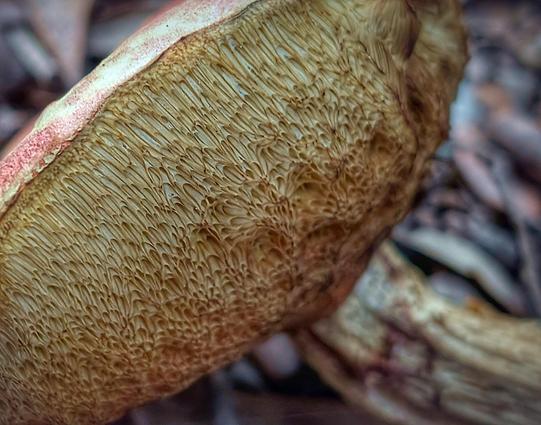 The bulging underside of a bolete polypore, dull yellow in color and riddled with pore openings, many of which are elongated as if a tube was sliced open at an angle. The pore openings are in fact the ends of little tubes where the fungus generates its spores.