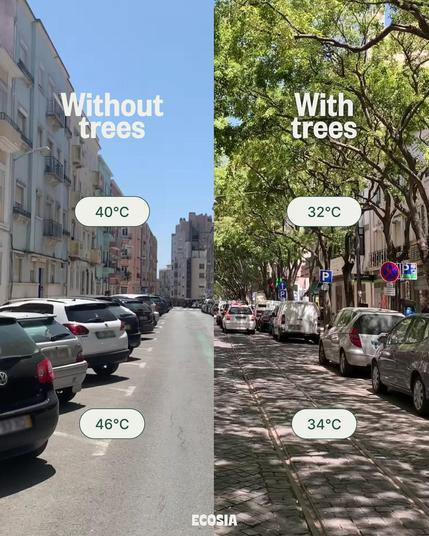 Image shows two streets: One is tree-lined with plenty of shade. One has no trees. 

The shaded side is shown as 32 degrees celsius, the unshaded side is 40 degrees celsius.