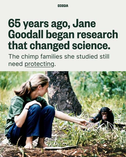 65 years ago, Jane Goodall began research that changed science.

The chimp families she studied still need protecting.
