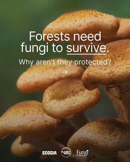 Forests need fungi to survive.
Why aren't they protected? 
