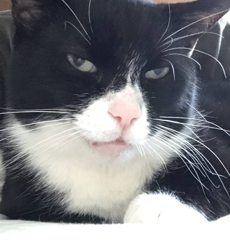 Black-and-white cat posing for the camera