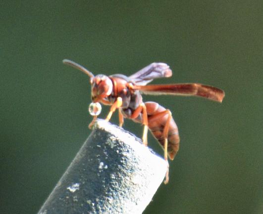 A reddish wasp in sunlight on a slanted platform of some type. It is holding a tiny drop of water like a round clear ball.