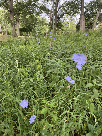 Flowers rising above the field