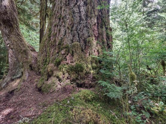 The bottom of a massive tree growing from a fern and moss covered mound, its deeply furrowed bark giving a home to mosses. A smaller, but not small, tree is growing off at an angle from its base.