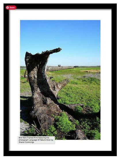 A dead tree stump in the forefront of the bird walk in a green pasture.  Photo by Sharon Cummings.