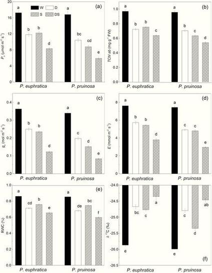 (a) Net photosynthetic rate (Pn), (b) total chlorophyll content (TChl ab), (c) stomatal conductance (gs), (d) transpiration (E), (e) RWC and (f) carbon isotope composition (δ 13C) in P. euphratica and P. pruinosa, as affected by drought, salinity and combined stress.