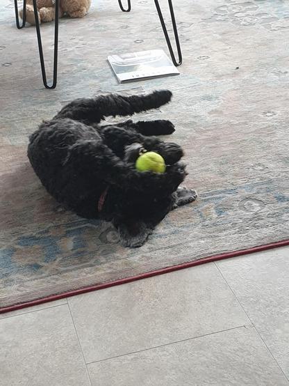 Small black dog lying on her back, eating a tennis ball.