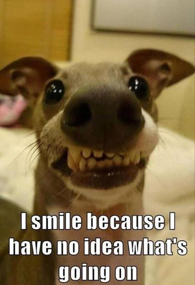 "I smile because I have no idea what's going on."

(Picture of a dog smiling awkwardly at the camera)