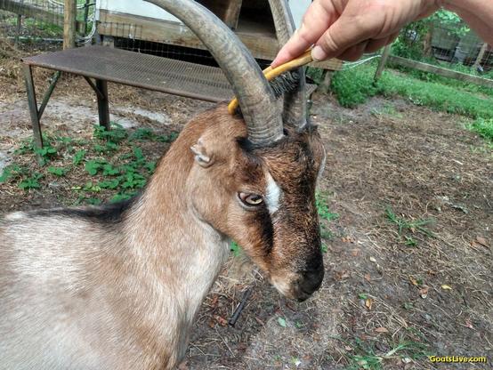A tan goat with horns and tiny ears is tilting her head forward for her human to brush between her horns with an old orange hear brush.