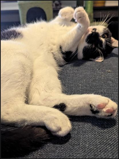 Lemon the cat laying on the sofa, her feet pointed toward the camera. Her front paws are up in the air next to her head and she's looking toward the camera with the most deceptively innocent look.