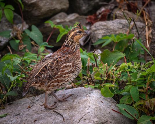 A photograph of a Northern Bobwhite on a stone (it was making its way up an old stone wall).
