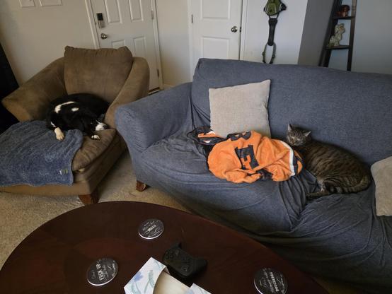 A black and white dog on a chaise lounge and a fat tabby on a couch with an orange blanket