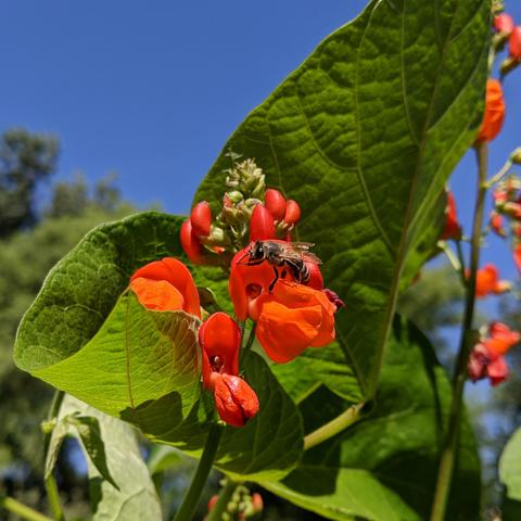 A closeup photo of bright red bean flowers with a bee. There are bean leaves and blue sky beyond the flowers.