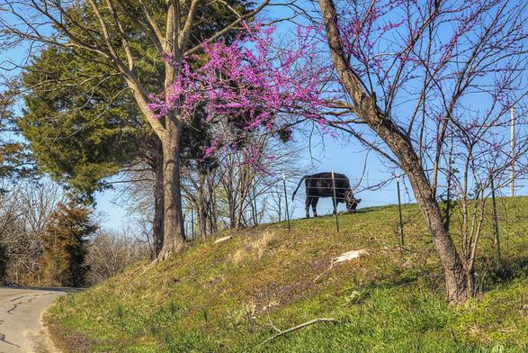 Cow Grazing Under a Blooming Redbud Tree
A peaceful rural scene features a cow grazing on a grassy hill, framed by vibrant pink blossoms on nearby trees. 