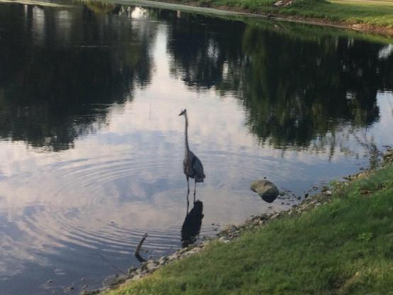 A bird.