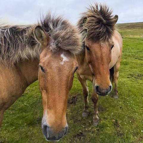 Icelandic horses