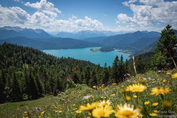 A stunning landscape featuring a serene lake surrounded by majestic mountains and vibrant yellow flowers. The scene is set under a clear blue sky with fluffy white clouds adding to the picturesque view. The foreground is dominated by black trees and plants, creating a contrast with the bright yellow flowers. The image captures the essence of a peaceful wilderness, with lush green grass leading up to the tranquil lake. The overall color palette is accentuated by a warm golden hue, giving a feeli…