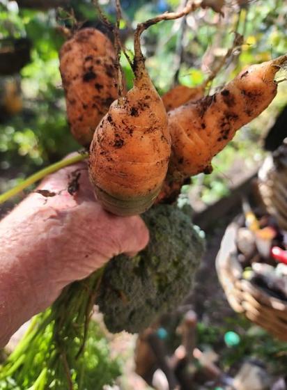 A bunch of carrots held in my dirt covered hand, dirt still on them. Broccoli in the background. The carrots are thick and deep orange. 
