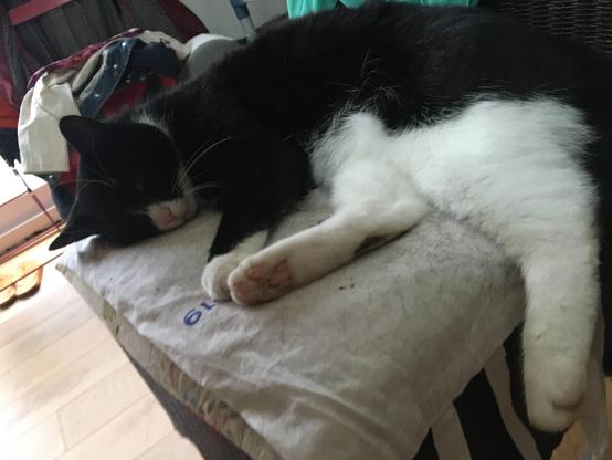 Black-and-white cat lying on a chair