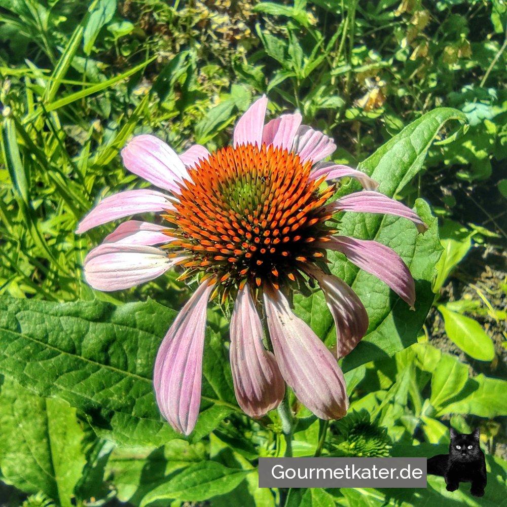Echinacea
