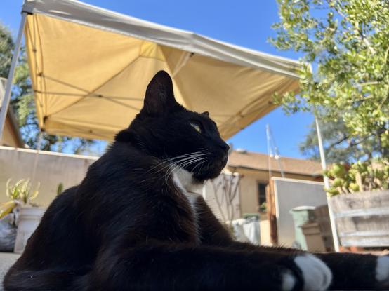 Low shot of a brown tuxedo cat sitting sphinx-like under a beige canopy, blue sky in the background
