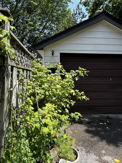 A large bush, dotted with red and black clusters of berries, grows along a wooden fence, in front of a garage