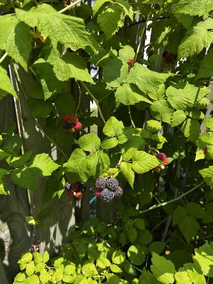 A close up of a cluster of raspberries. Those in front are black and those behind are red.