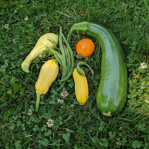 A photo of garden vegetables on the dutch clover filled lawn that were picked on July 10, 2025. There are 3 yellow summer squash, about 7 green beans, 1 orange tomato, and a large green zucchini.