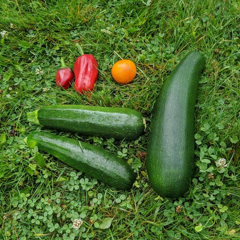 A photo of garden vegetables on a clover lawn that were picked July 9, 2025. There are 3 green zucchini, 1 orange tomato, and 2 small Red Marconi sweet peppers. One of the zucchini is almost mini-marrow sized.
