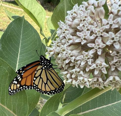 A monarch butterfly with orange and black wings featuring white spots is perched on a cluster of pale pink milkweed flowers, surrounded by large green leaves. The scene is outdoors in natural daylight.