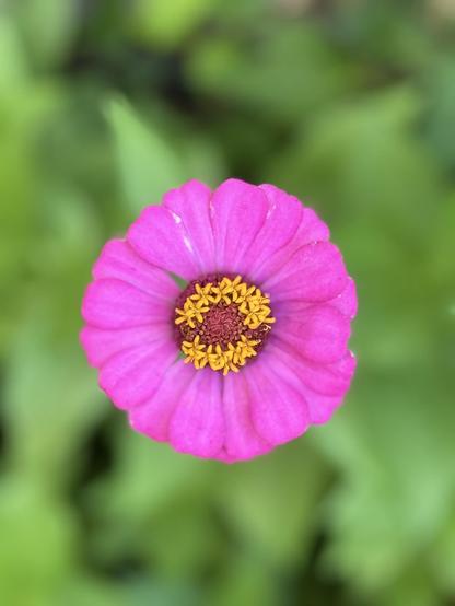 A very bright pink flower with green leaves below it