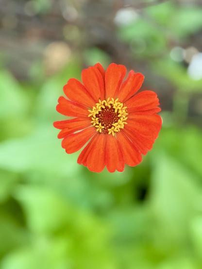 A bright orange flower seen from above with green leaves below