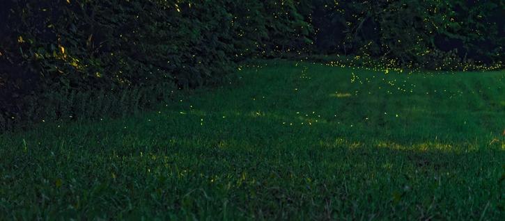 Grassy field surrounded by trees with numerous yellow points and streaks from fireflies