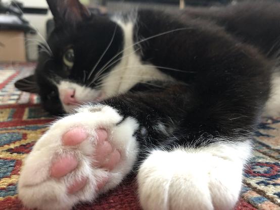 Black-and-white cat lying on the ground with the back of his paw in focus
