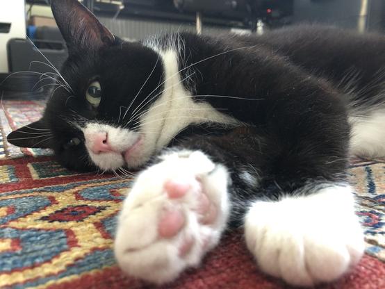 Black-and-white cat lying on the ground