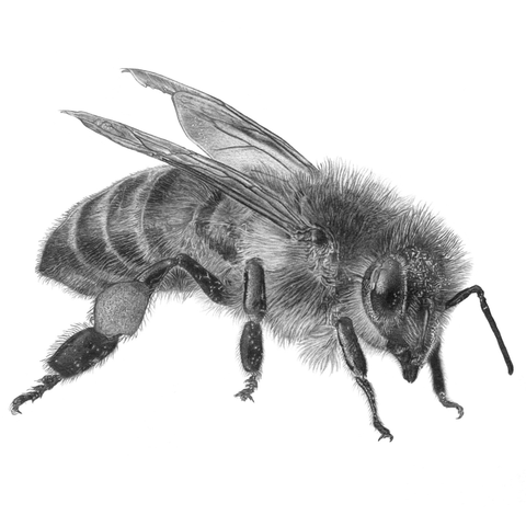 Illustration d’une abeille au crayon graphite
