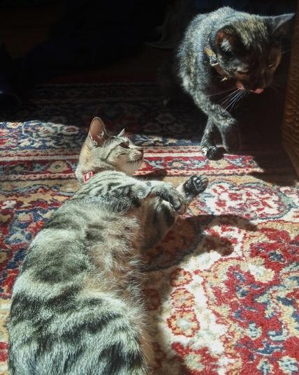 A small tabby cat lies on her side.on red patterned carpet, her head and paws playfully raised to pat a tortoiseshell walking past on her right. The tortie's tongue is sticking slightly out, one leg raised mid step.