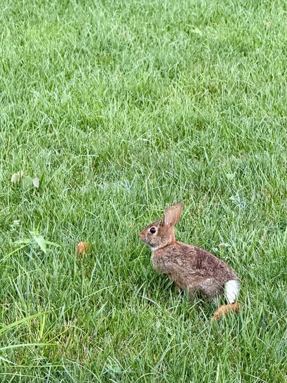 A baby bunny on a green grass lawn