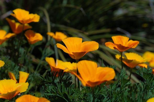 Close-up view of bright orange California poppies in bloom, with sharp petals and lush green foliage set against a blurred background.