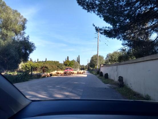 Photograph taken from inside car of country road blocked by a flock of sheep. 