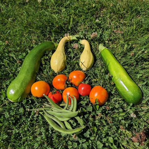 A photo showing garden vegetables arranged on the lawn of dutch clover and grass. There are green, yellow, orange, and red colors from zucchini, squash, tomatoes, and beans.