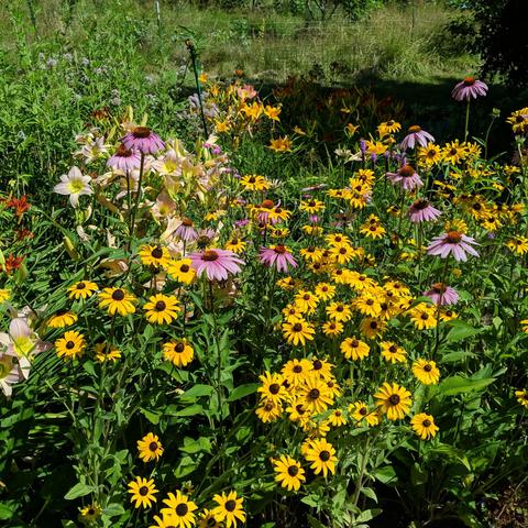 A photo of many flowers. There are rudbeckia, purple coneflower, liatris, daylilies, oregano, roses in the distance, and others probably. Colors are yellow, pink, purple, red, peach, coral, orange, apricot, others.