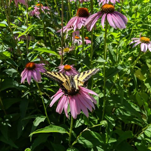 A large yellow and black butterfly on a pink colored coneflower. The butterfly has survived a bird strike or it's wings are just well worn.