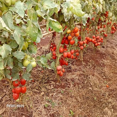 Our tomatoes ready for harvest.