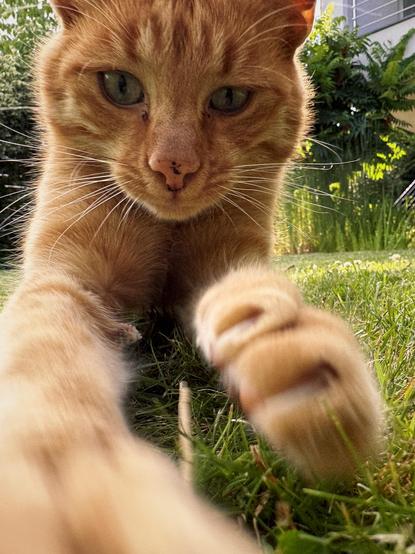 Close-up of a ginger cat with green eyes leaping forward with paws extended directly toward the camera. Motion blur captures the dynamics of the jump.