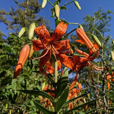 A photo of an orange lily blossom, there are some other swollen buds that are orange and several green buds. There is a tall juniper tree beyond it and blue sky.