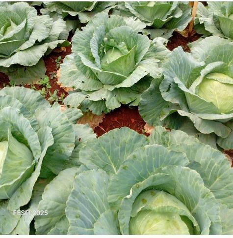 Old cabbages ready for harvest.