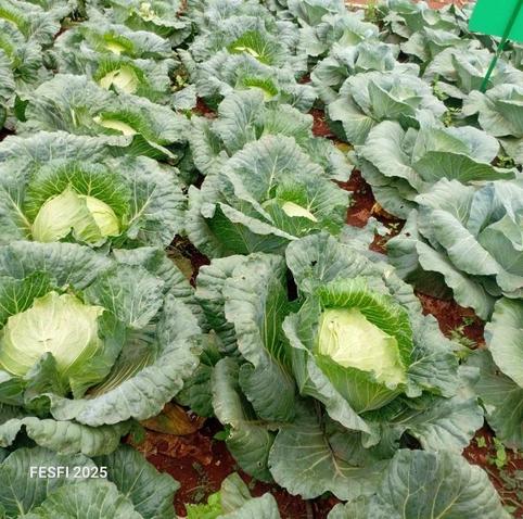 Mature cabbages just ready for harvest.