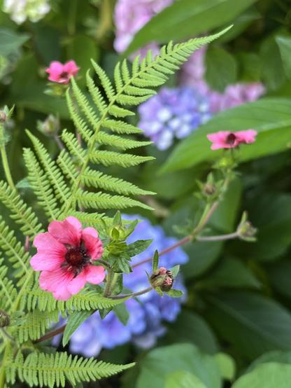 Ein Farn, eine rosa Blume, dahinter die blaue Blüte einer Hortensie. Viel Grün außen herum.